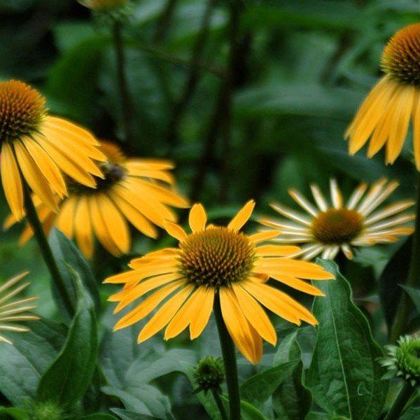Bestel Echinacea purpurea ‘Harvest Moon’ voordelig bij Plantenweelde