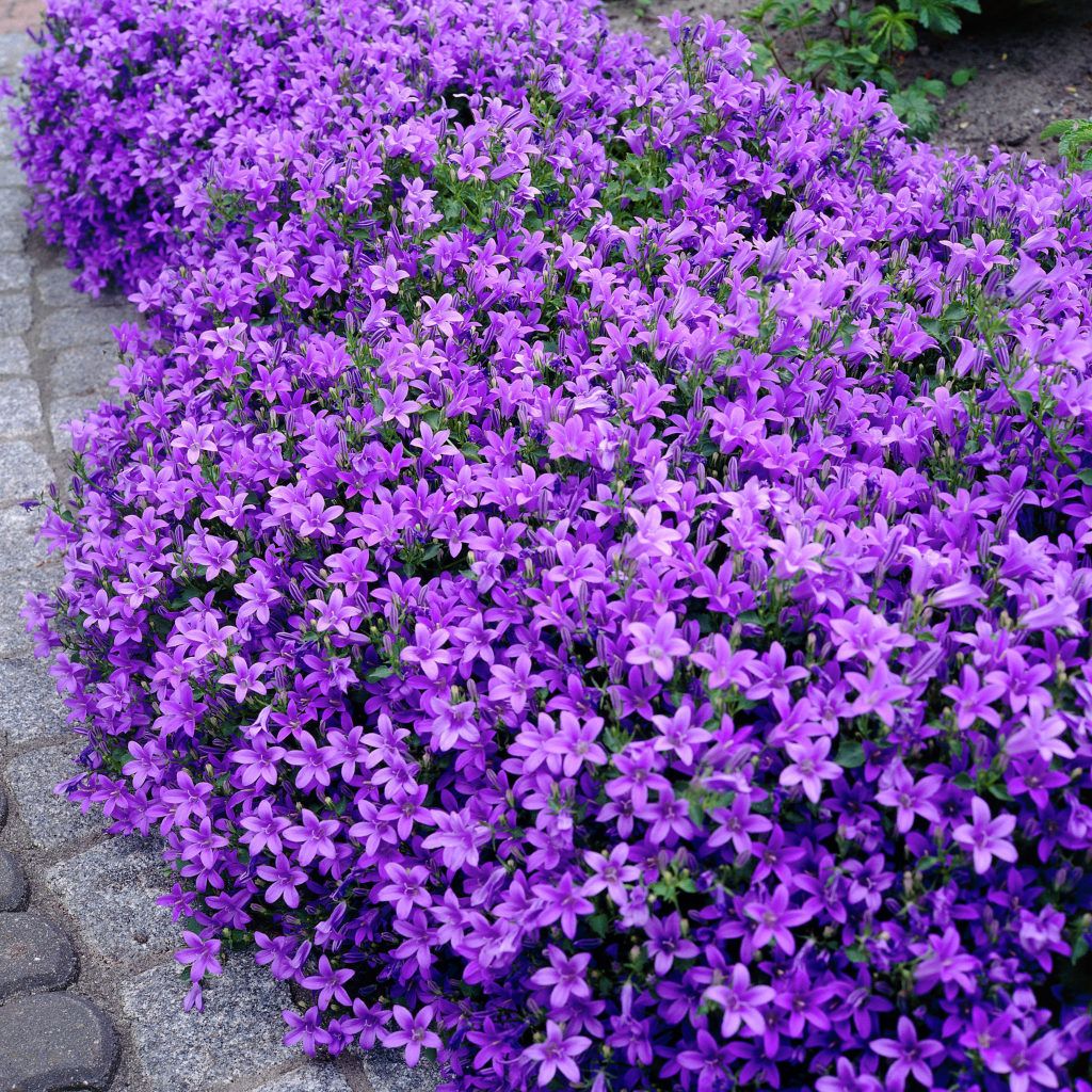 Bestel Campanula Portenschlagiana Voordelig Bij Plantenweelde bestel-campanula-portenschlagiana-voordelig-bij-plantenweelde
