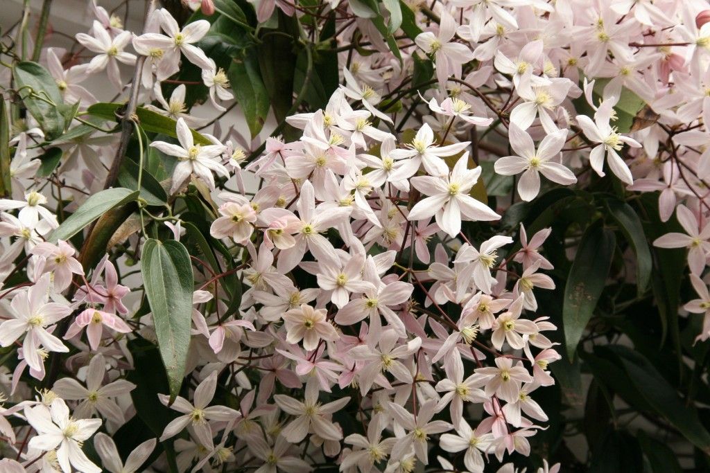 Bestel Clematis armandii 'Apple Blossom' voordelig bij Plantenweelde