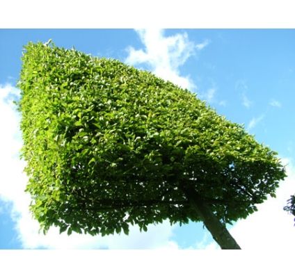 carpinus betulus snoeien carpinus betulus snoeien
