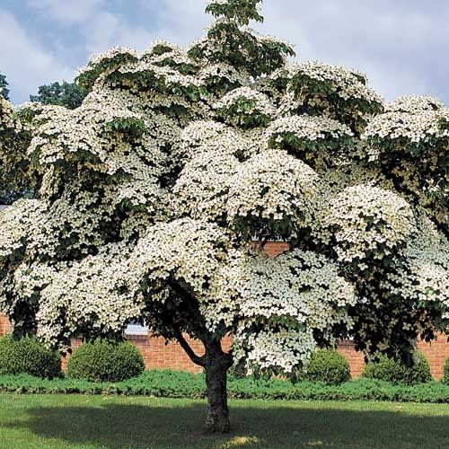 bestel-cornus-kousa-milky-way-voordelig-bij-plantenweelde