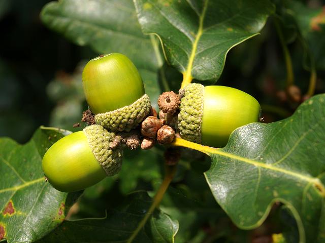 Bestel Quercus petraea – Wintereik voordelig bij Plantenweelde