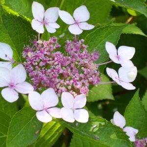 Hydrangea serrata ‘Bluebird’