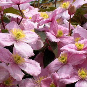 Clematis montana ‘Rubens’ 2