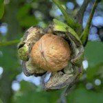 Juglans regia ‘Broadview’ – Walnoot