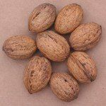 Juglans regia ‘Broadview’ – Walnoot - Afbeelding 2