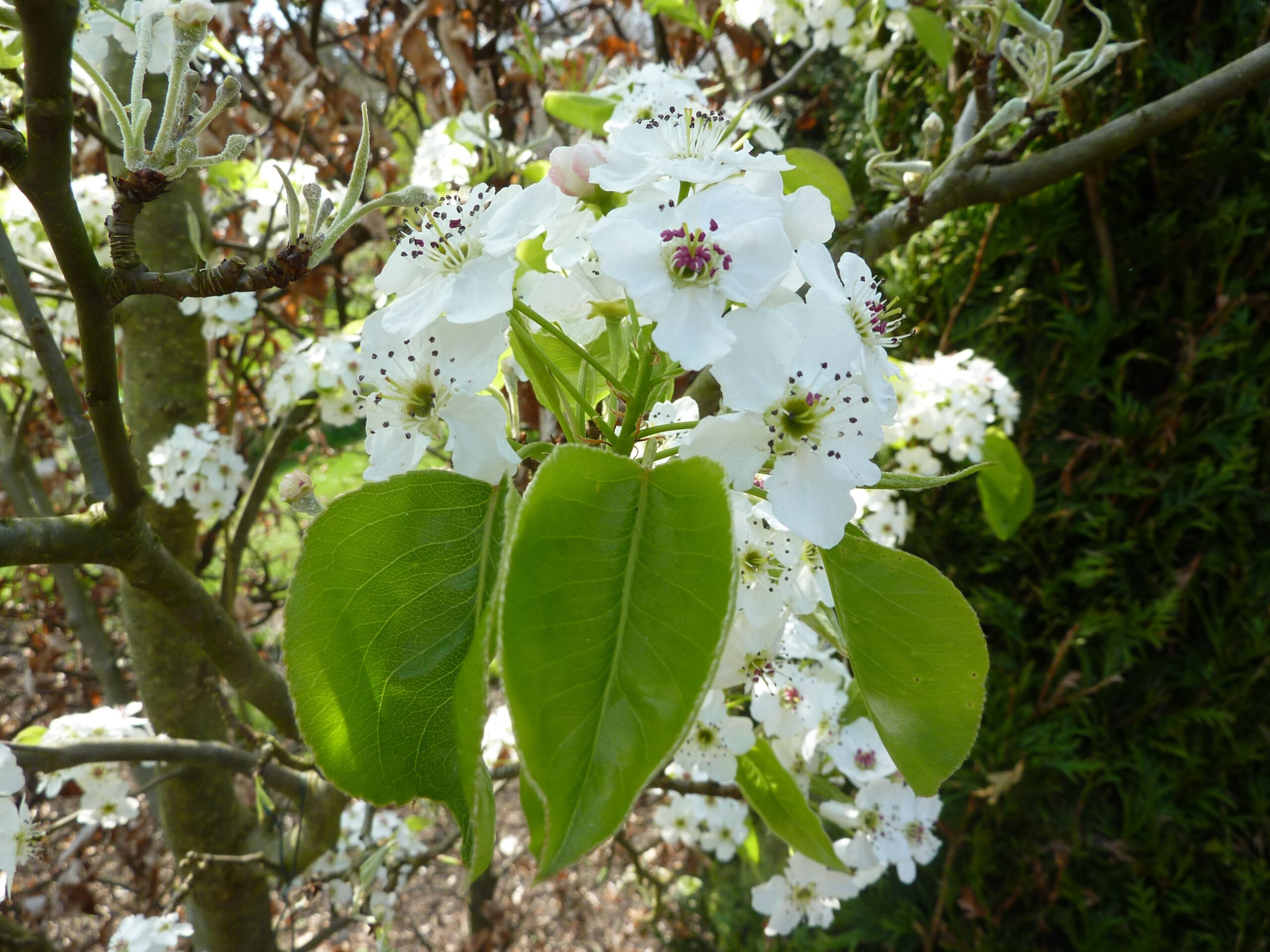 Pyrus calleryana ‘Chanticleer’ – Sierpeer - Afbeelding 3