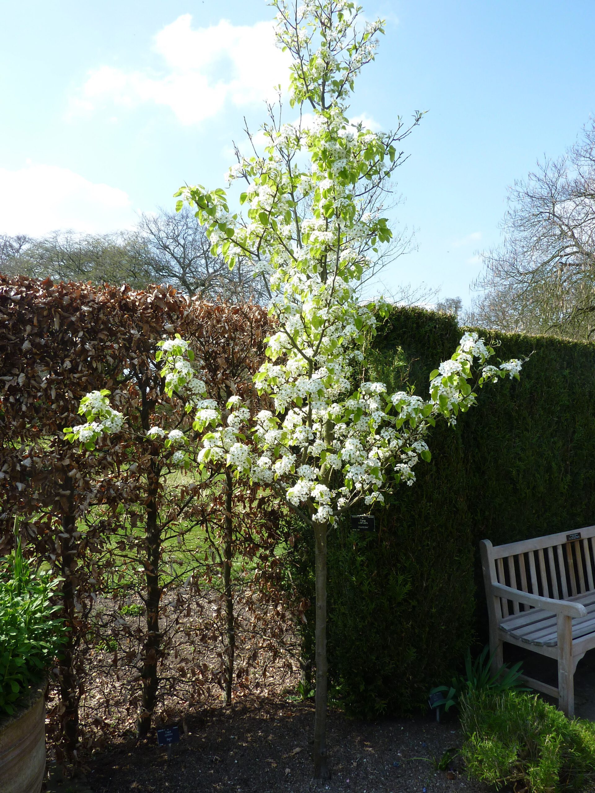 Pyrus calleryana ‘Chanticleer’ – Sierpeer - Afbeelding 2