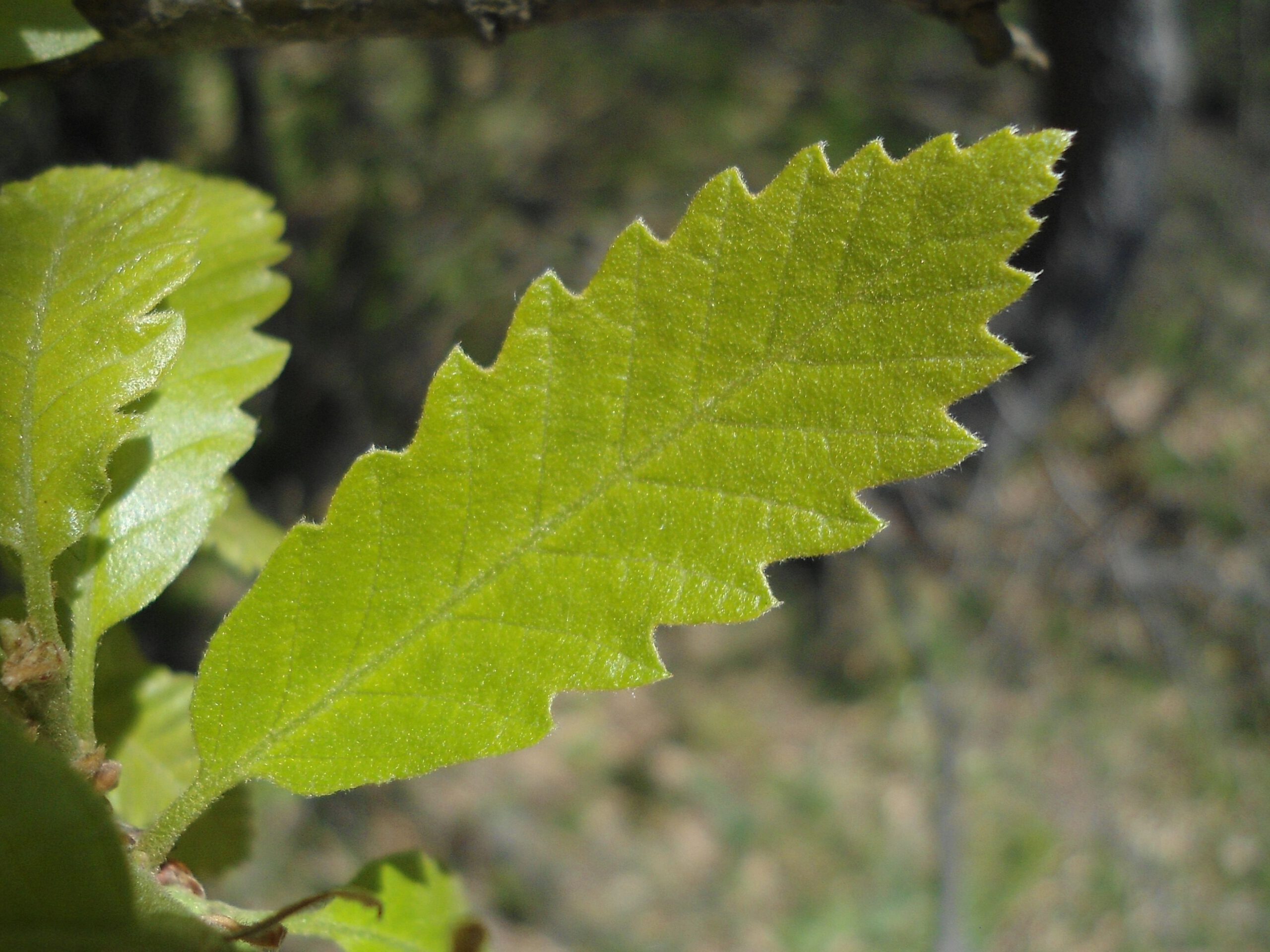 Quercus cerris – Moseik, Turkse eik - Afbeelding 2