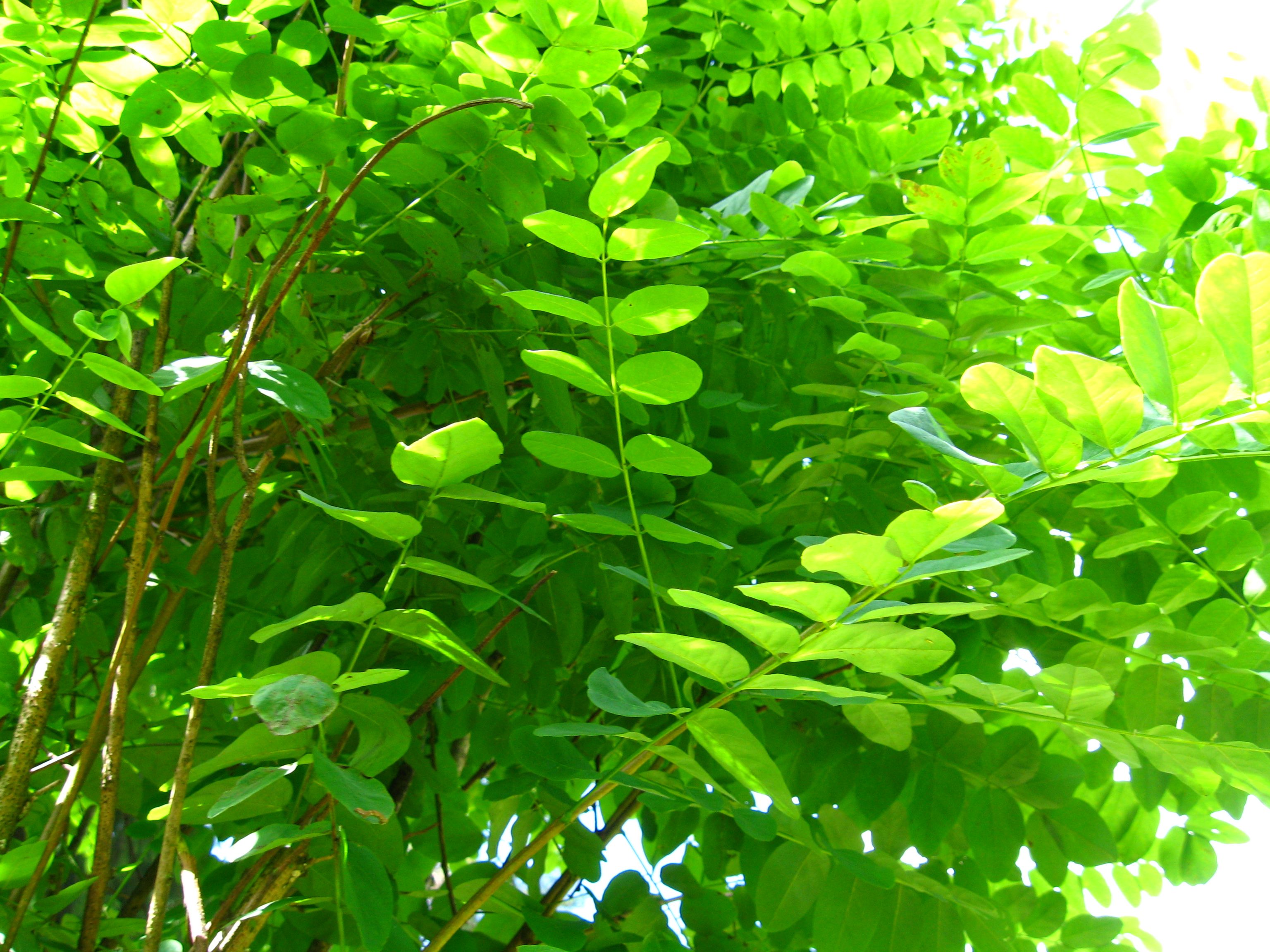 robinia