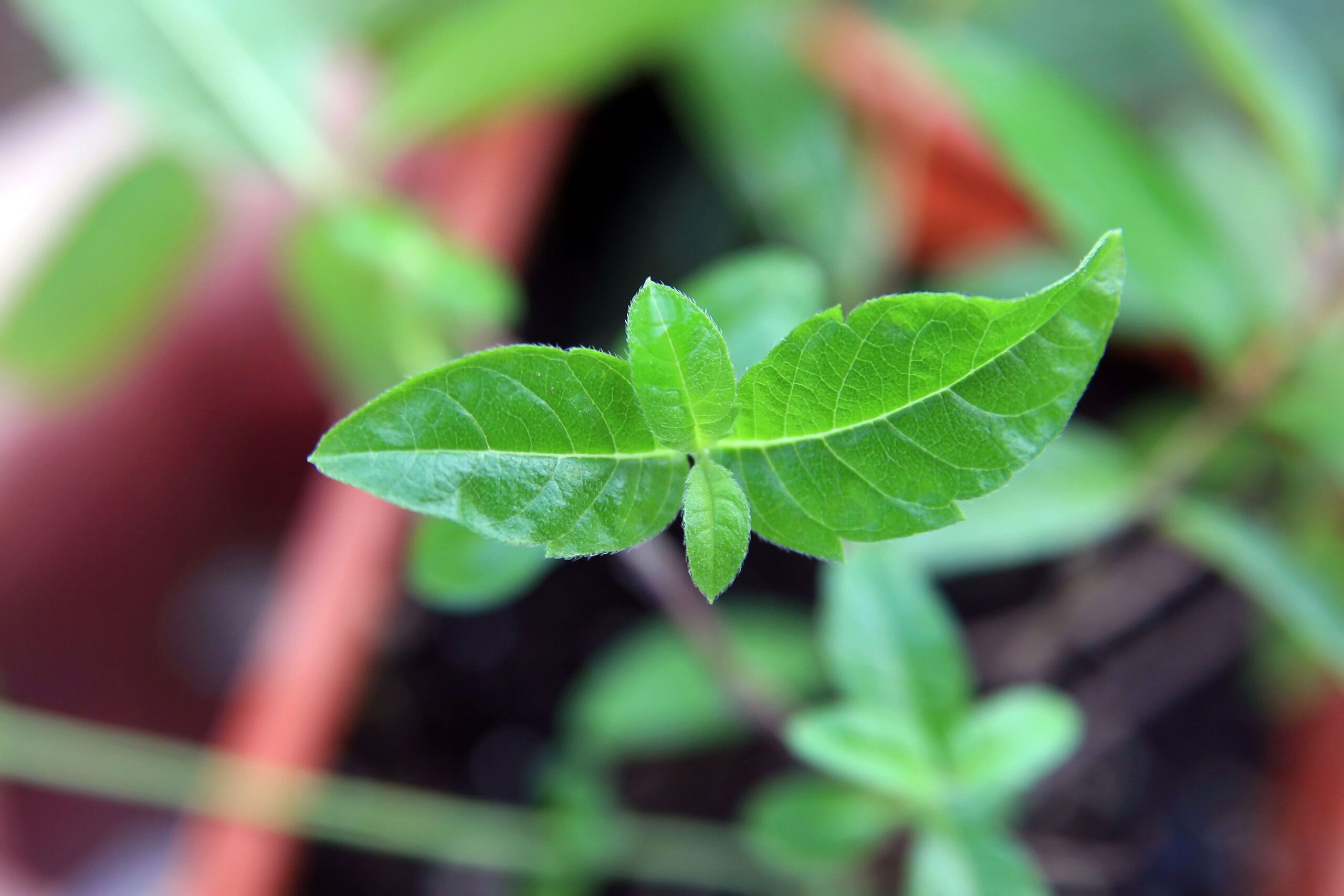 Aloysia triphylla - Citroenverbena - Afbeelding 2