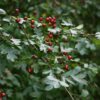 Crataegus monogyna (Meidoorn) - Afbeelding 3