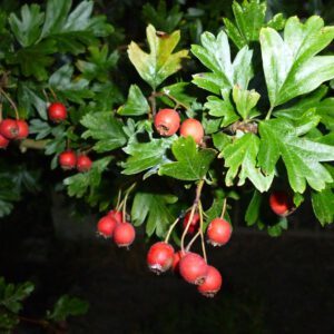 Crataegus monogyna 2