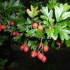 Crataegus monogyna (Meidoorn)