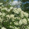 Crataegus monogyna (Meidoorn) - Afbeelding 2