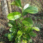 Prunus l. ‘Rotundifolia’ in pot 2