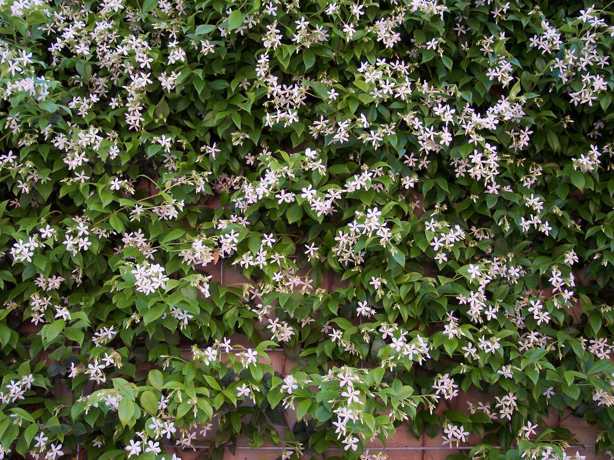 Trachelospermum jasminoides - Toscaanse Jasmijn - Afbeelding 2