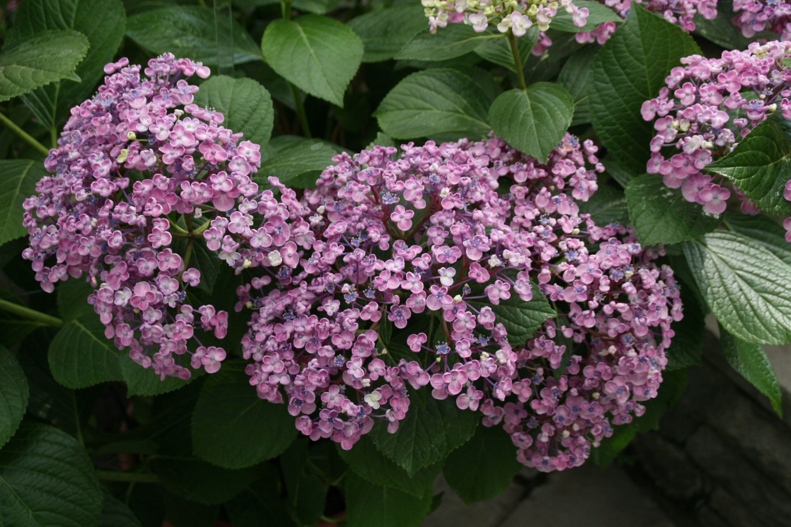 Hydrangea macrophylla 'Ayesha' - Seringhortensia - Afbeelding 2