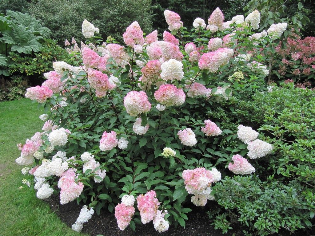 Bestel Hydrangea paniculata 'Vanille Fraise' voordelig bij Plantenweelde Bestel Hydrangea paniculata 'Vanille Fraise' voordelig bij Plantenweelde