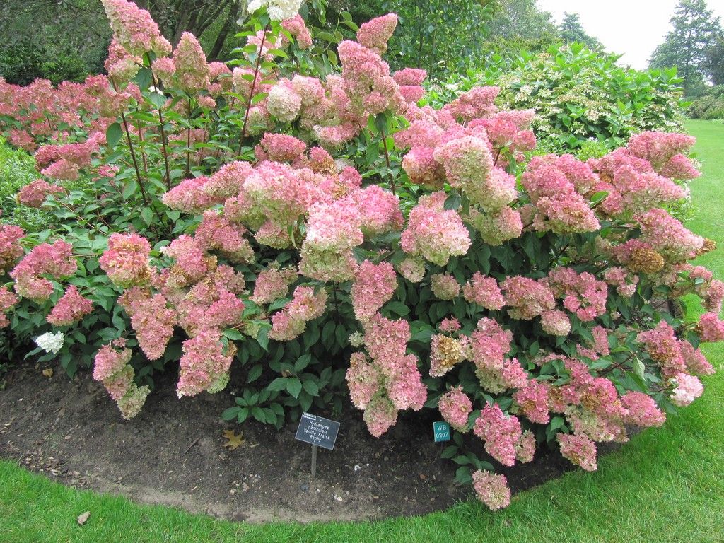 Bestel Hydrangea paniculata 