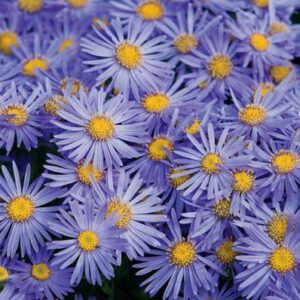 Aster ageratoides 'Asran'