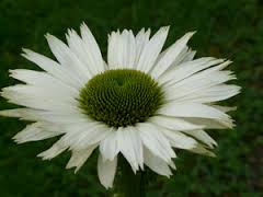 Echinacea purpurea 'Virgin'