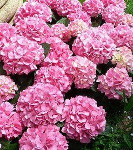 Hydrangea macrophylla "Gertrud Glahn" - Boerenhortensia