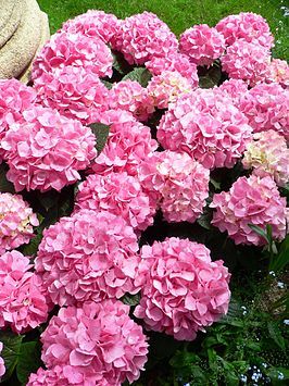 Hydrangea macrophylla "Gertrud Glahn" - Boerenhortensia