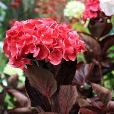 Hydrangea macrophylla 'Merveille Sanguine' - Boerenhortensia