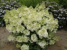 Hydrangea paniculata 'Bobo'