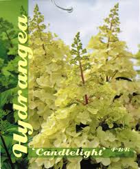 Hydrangea paniculata 'Candlelight'