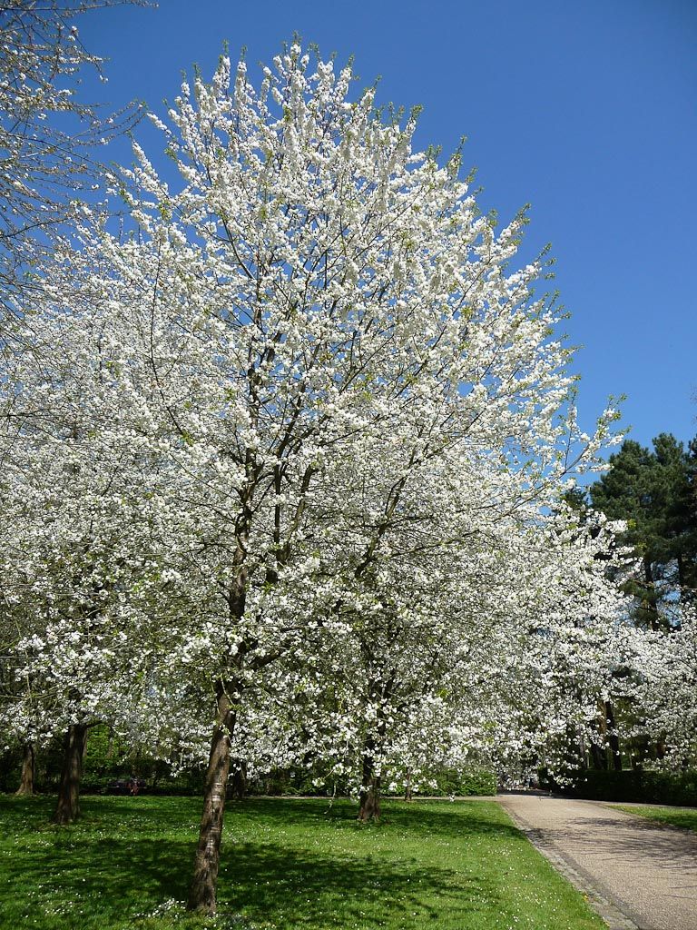 Bestel Prunus avium ‘Plena’ – Gevuldbloemige Boskriek voordelig bij Plantenweelde