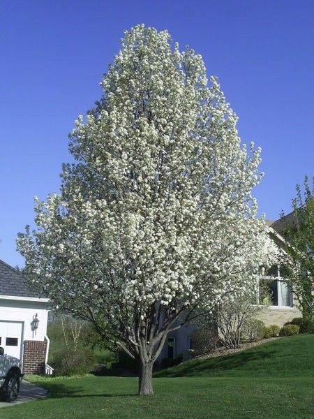 Bestel Pyrus calleryana 'Chanticleer' - Sierpeer voordelig ...