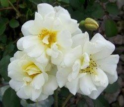 Rosa 'Ivory Meidiland'