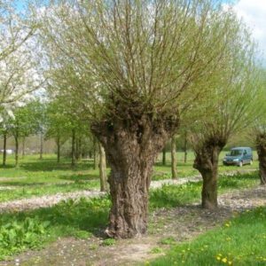 Salix alba ‘Liempde’ – Schietwilg / Knotwilg