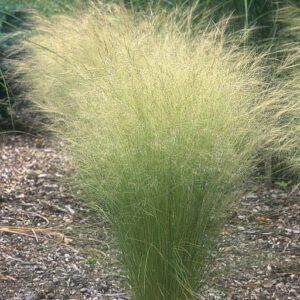 Stipa tenuissima