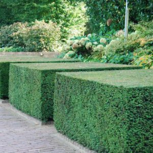 Taxus bacatta 60/80 cm met kluit