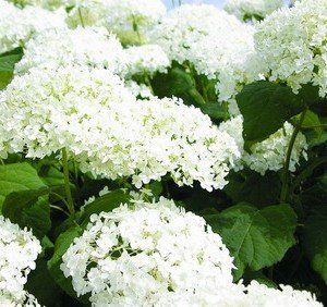 Hydrangea arborescens 'Annabelle'