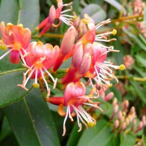 Lonicera henryi