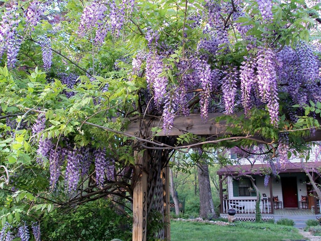 Bestel Wisteria sinensis &lsquo;Profilic&rsquo; - Blauwe regen voordelig bij