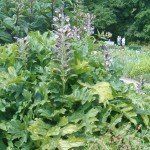 Acanthus hungaricus - Afbeelding 2