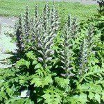 Acanthus hungaricus