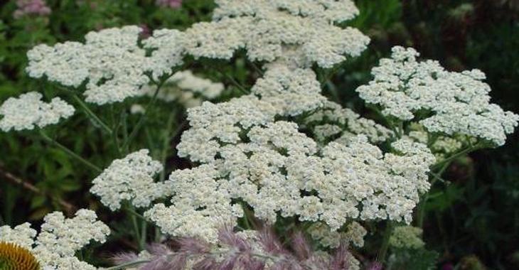 Bestel Achillea millefolium ‘Schneetaler’ voordelig bij Plantenweelde