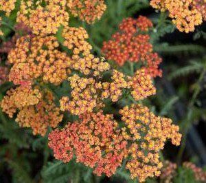 Achillea ptarmica 'Safran'