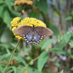 Achillea ‘Cloth of Gold’