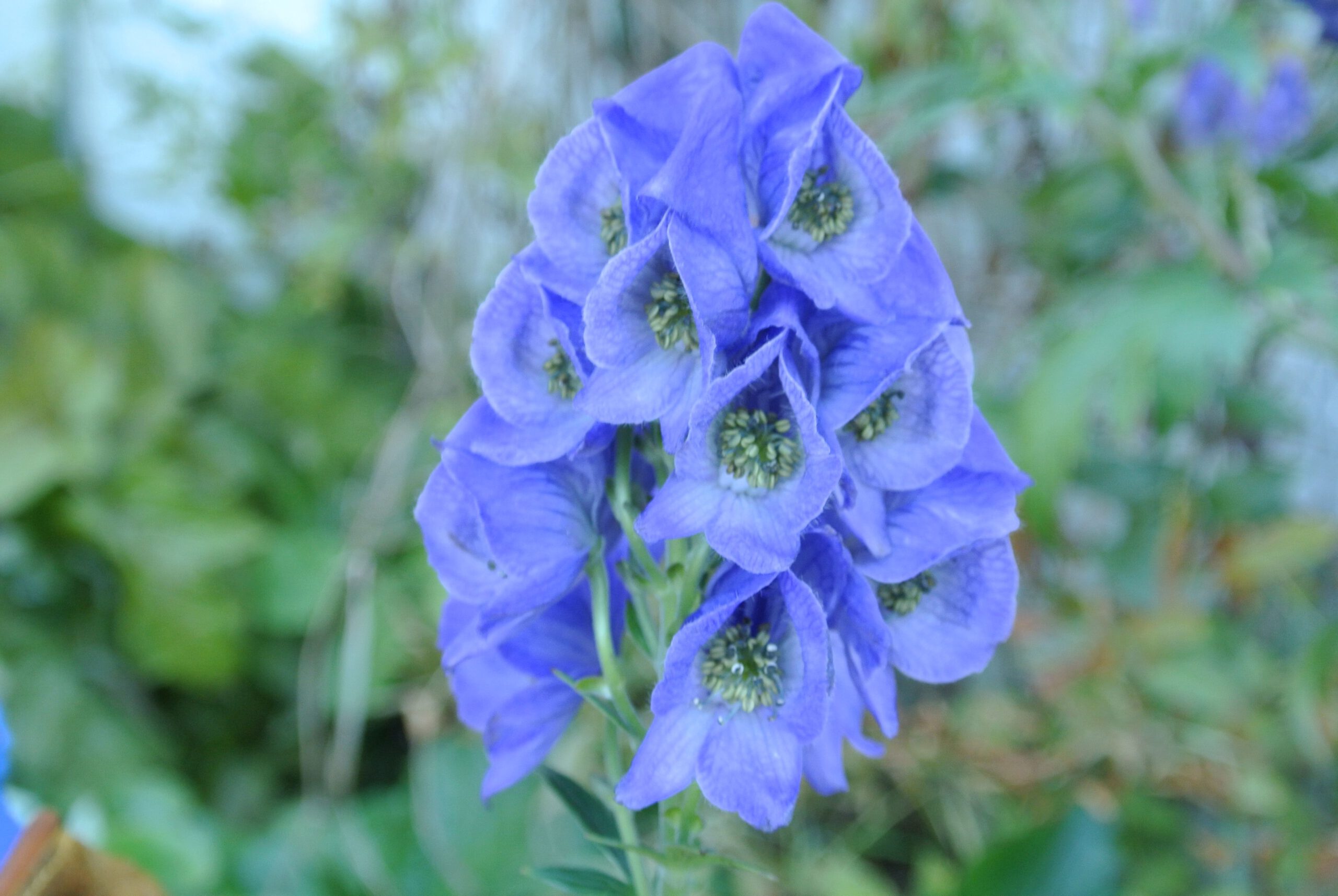 Aconitum carmichaelii ‘Arendsii’ - Afbeelding 2