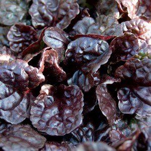 Ajuga reptans ‘Black Scallop’