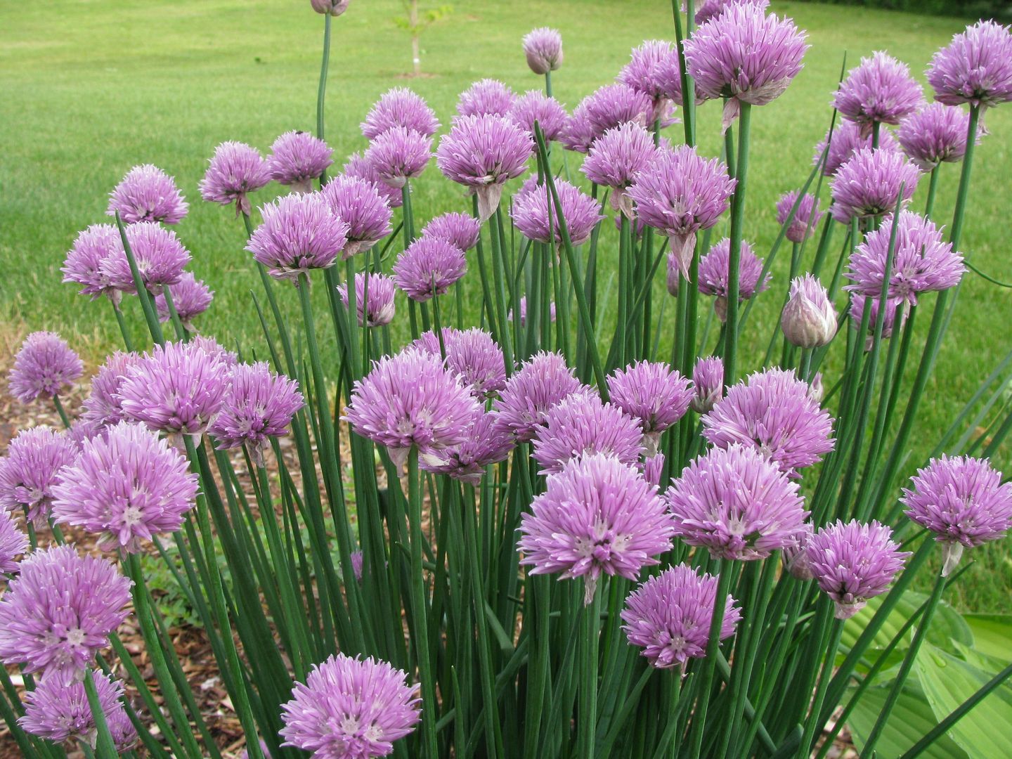 Bestel Allium schoenoprasum Bieslook voordelig bij Plantenweelde