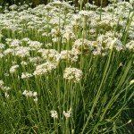 Allium tuberosum - Afbeelding 2