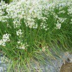 Allium tuberosum